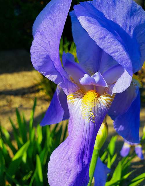 Iris Flower Bloom Nature Spring Summer Colorful