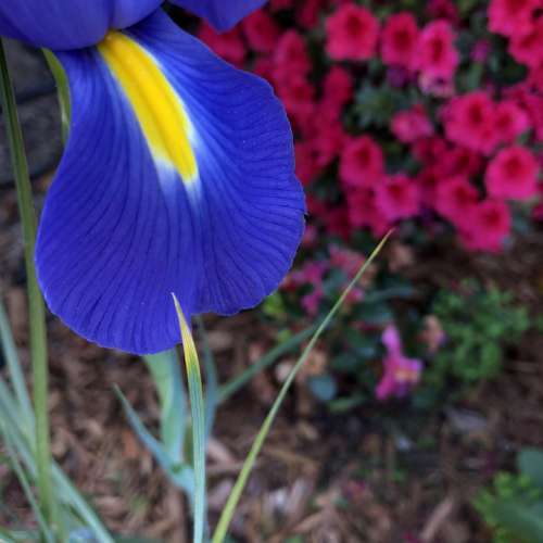 Iris Petal Garden Nature Spring Bloom Blue