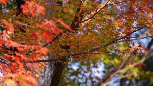 Japan Autumn Park Autumnal Leaves Maple Natural