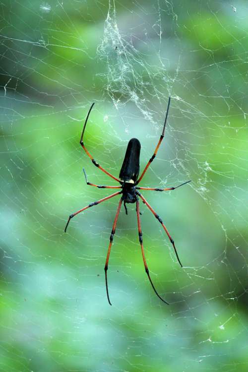 Kerala India Black Wood Spider Giant Wood Spider
