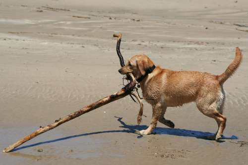 Labrador Animal Dog Retriever Beach Stick