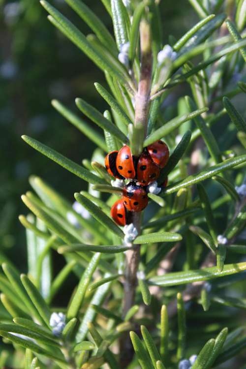 Ladybirds Rosemary Ladybugs Spring Ladybug Nature