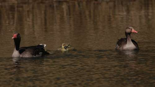 Lake Spring Nature Cute Waterfowl Animals Chicks
