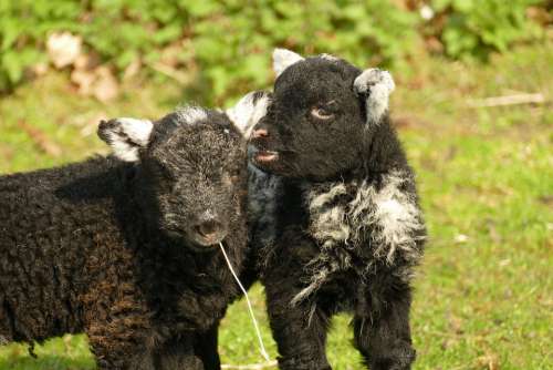 Lamb Sheep Fauna Young Farm Wool Agricultural