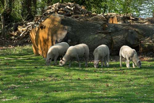 Lambs Sheep Normandy Livestock Farm Field Pre