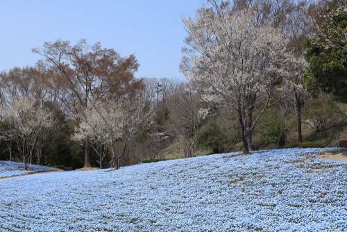 Landscape Park Spring Nemophila Flowers Wood