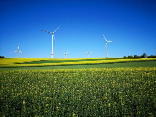 Landscape Wind Power Field Of Rapeseeds Agriculture
