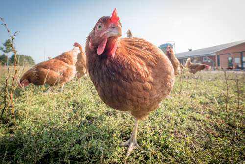 Laying Hens Hen Poultry Chicken Farm Hens