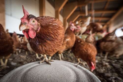 Laying Hens Hen Poultry Chicken Farm Hens