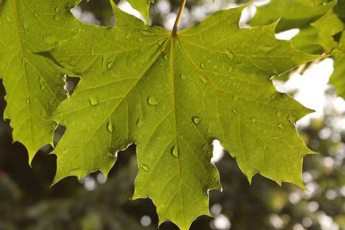 Leaf Maple Wet Tree Green Nature Hell