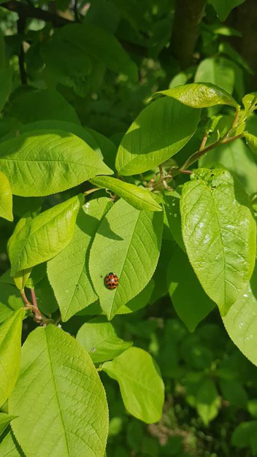 Leaf Ladybug Insect Animal Ladybugs Garden