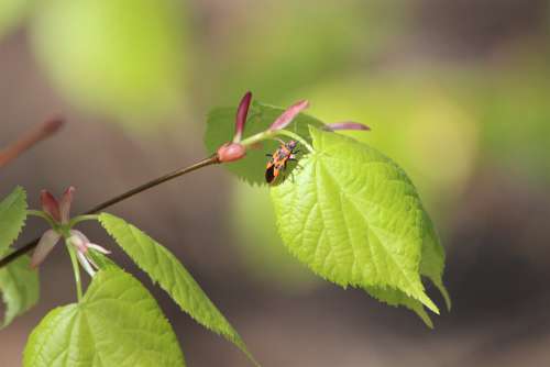 Leaf Tree Spring Nature Plants Red Insect