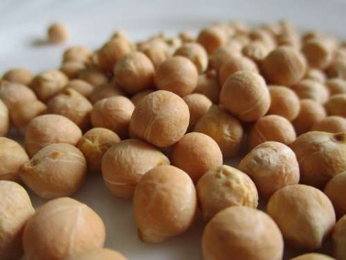 Legumes Chickpeas Cicerale Typical Italy