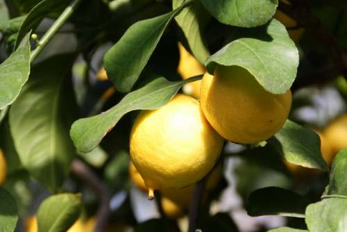 Lemon Tree Plant Fruit Citrus Fruits Lemon Tree