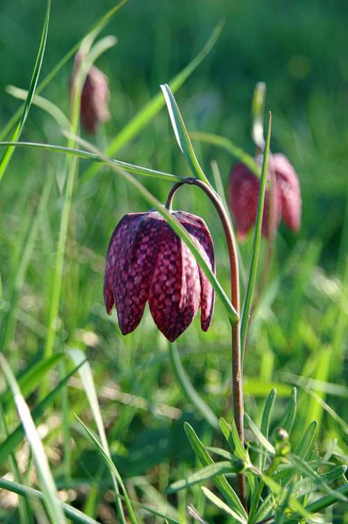 Lily King'S Meadow Lily Fritillaria Meleagris Bed