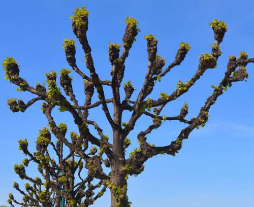Linde Tree Nature Tribe Mallow Malvaceae