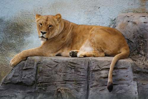 Lioness Beast Feline Animal Mammal African Lying