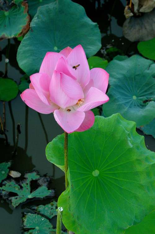 Lotus Newly Blooming Flowers Pink Lotus Nature