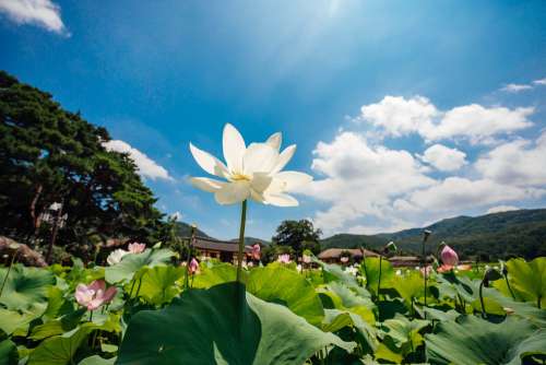 Lotus Sky Nature Flowers Cloud Healing