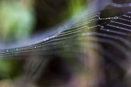 Macro Nature Romantic Flora Garden Colorful Web