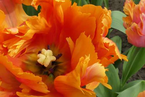Macro Tulip Orange Spring Blossom Bloom Garden