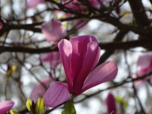 Magnolia Blossom Bloom Spring Nature