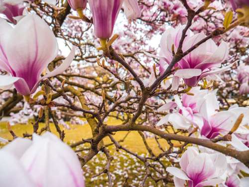 Magnolia Blossom Bloom Tree Spring