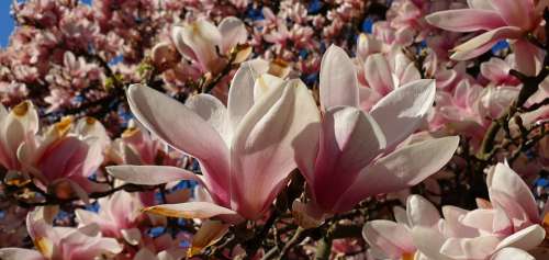 Magnolia Magnolia Flowers Blooming Twig Spring
