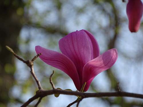 Magnolia Blossom Blossom Bloom Magnolia Plant Pink