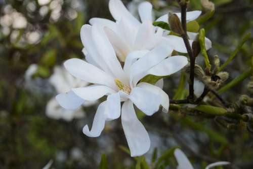 Magnolia Star Magnolia Flower Spring Flowering