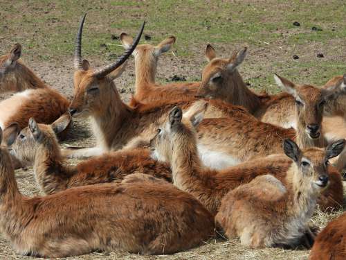 Mammal Wild Animals Antelope