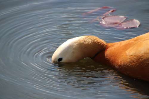 Mandarin Duck Neck Round In The Water Bird Feathers