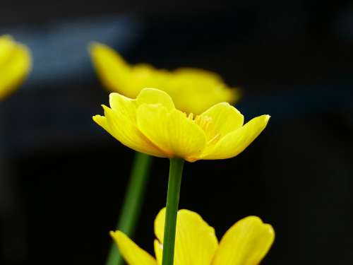 Marsh Marigold Flower Spring Flowers Yellow