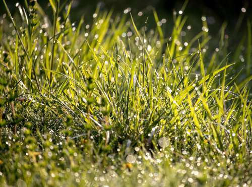 Meadow Grass Dewdrop Drip Bokeh Morning Fresh