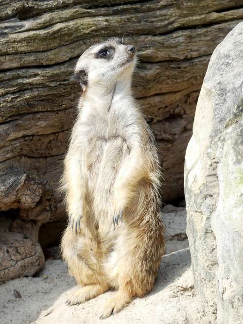 Meerkat Animal Mammal