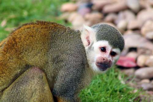 Monkey Squirrel Monkey Mammal Cute Primate Zoo