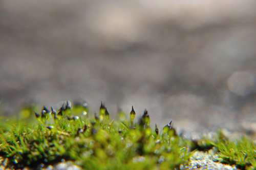 Moss Macro Granite Mini Tiny Forest Flora Plant