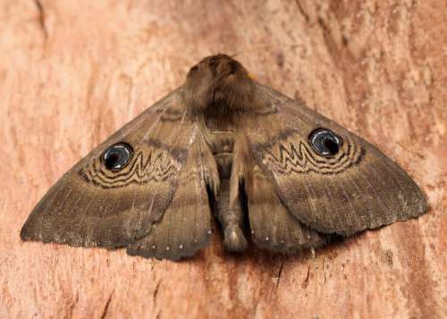 Moth Blue Eye Pattern Camouflage Brown Wings Large