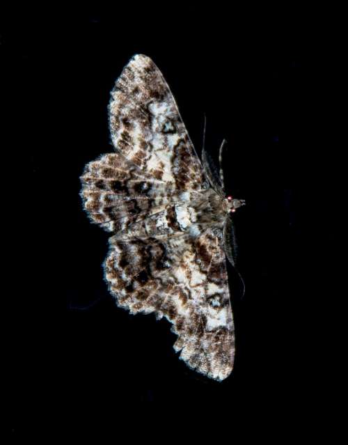 Moth Large Insect Brown White Pattern Eyes