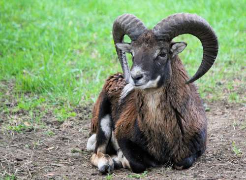 Muflon Male Sheep Animal Mammal Corners Nature