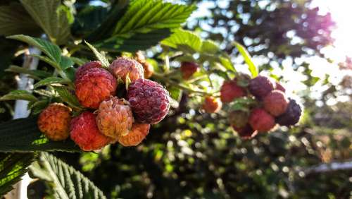 Mulberry Plant Forest Garden Tree Nature Leaves