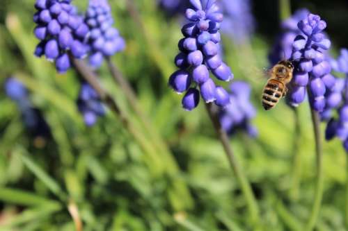 Muscari Wasp Flowers Sprinkle Insect Nature Plant
