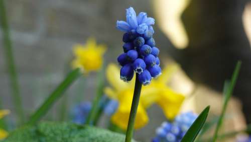 Muscari Botryoides Spring Bloom Nature Bulbs