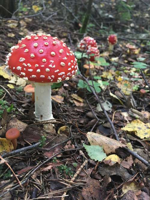 Mushroom Mushrooms Amanita Forest Nature Cap Wild