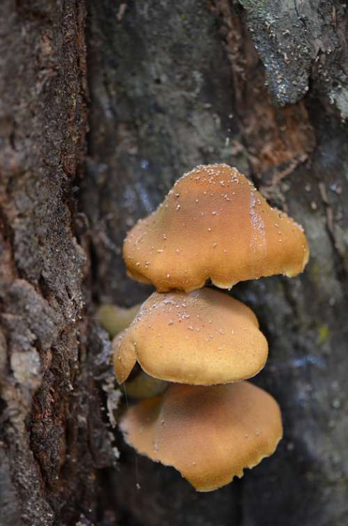 Mushroom Natural Forest Nature Mushrooms Autumn