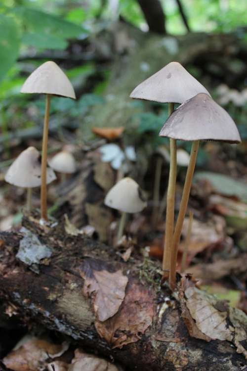 Mushrooms Forest Nature Mushroom Autumn