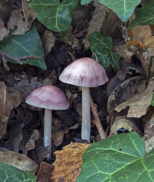 Mushrooms Pink-Bonnet Nature Season Cap Fungus