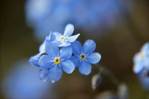 Myosotis Blue Flower Spring Flowering Plant