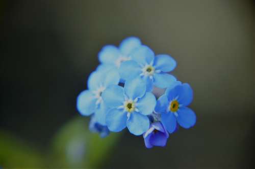 Myosotis Blue Flower Spring Flowering Plant
