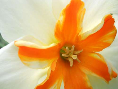 Narcissus Orange Macro Spring Flora Garden Nature